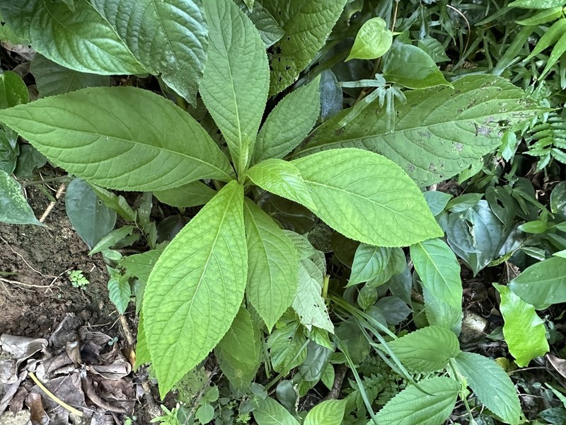Blumea conspicua