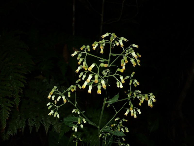Blumea conspicua photo 8