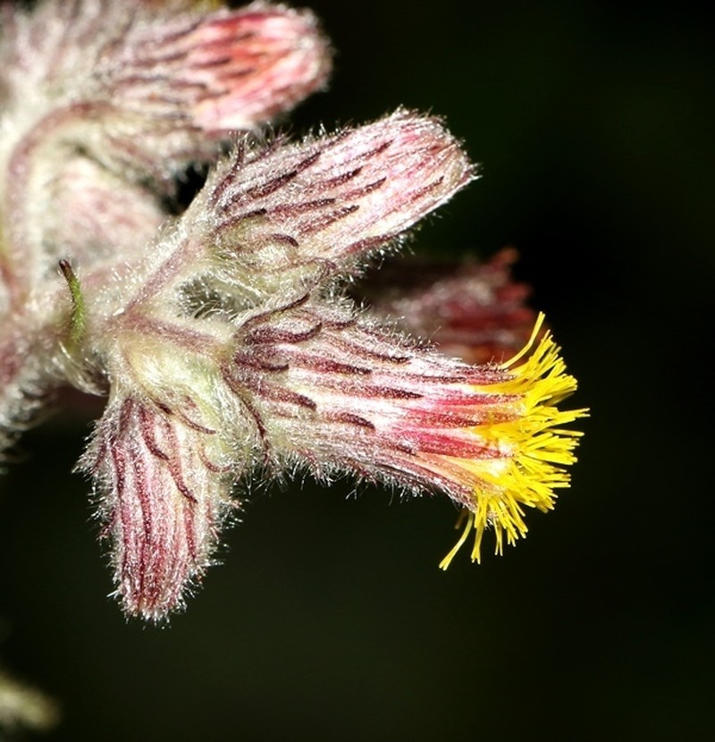 Blumea crinita