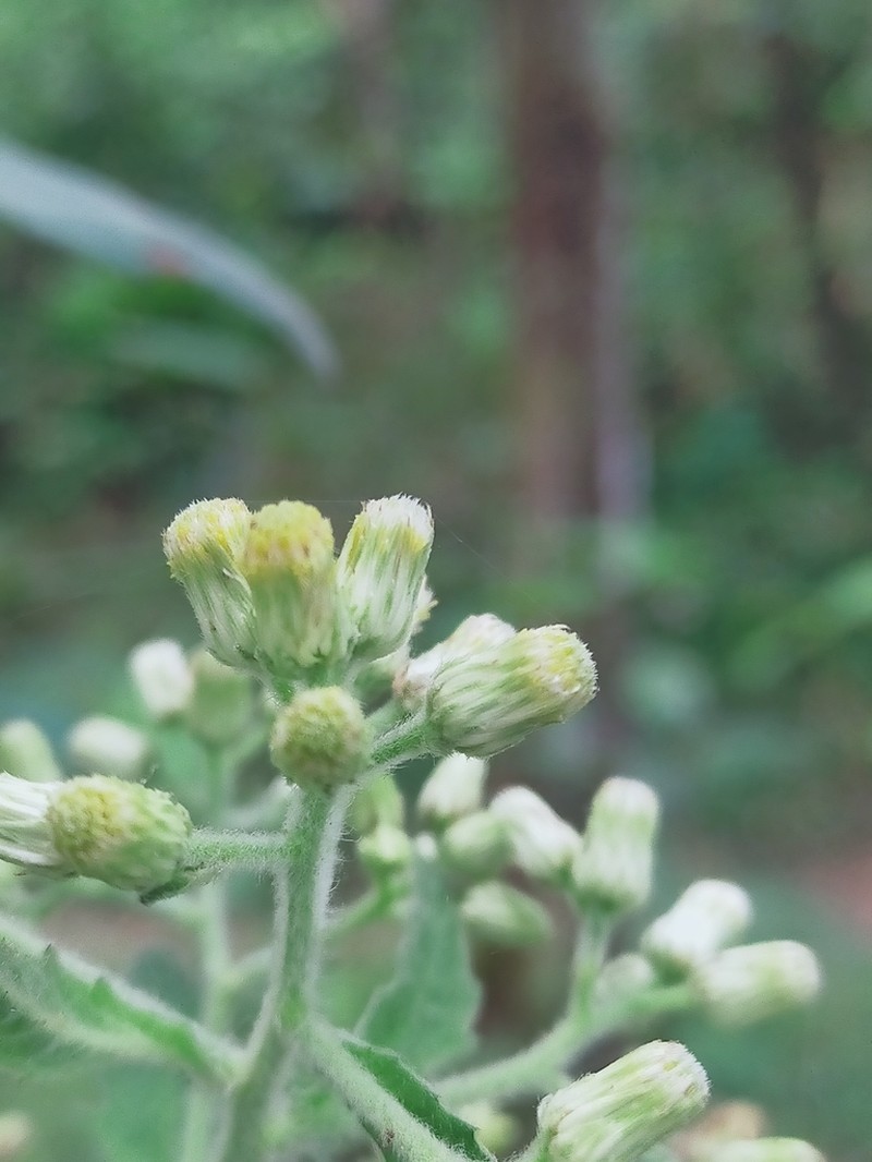 Blumea densiflora