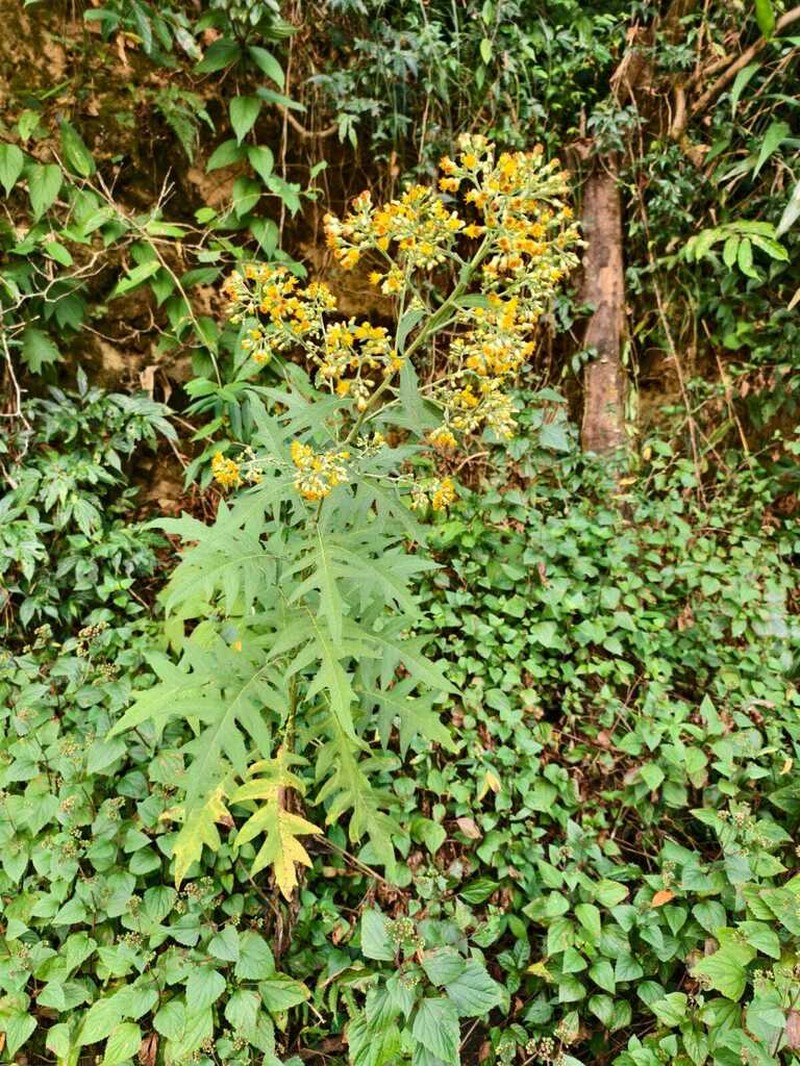 Blumea densiflora photo 3