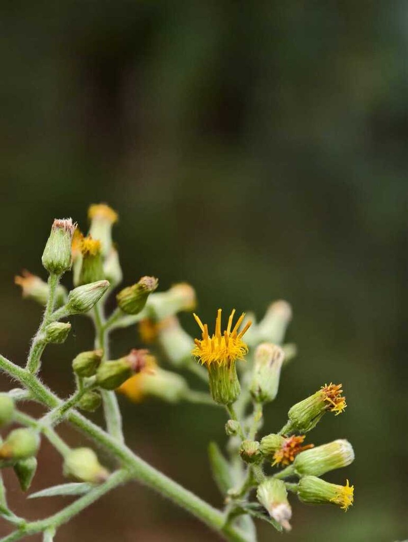 Blumea densiflora photo 4