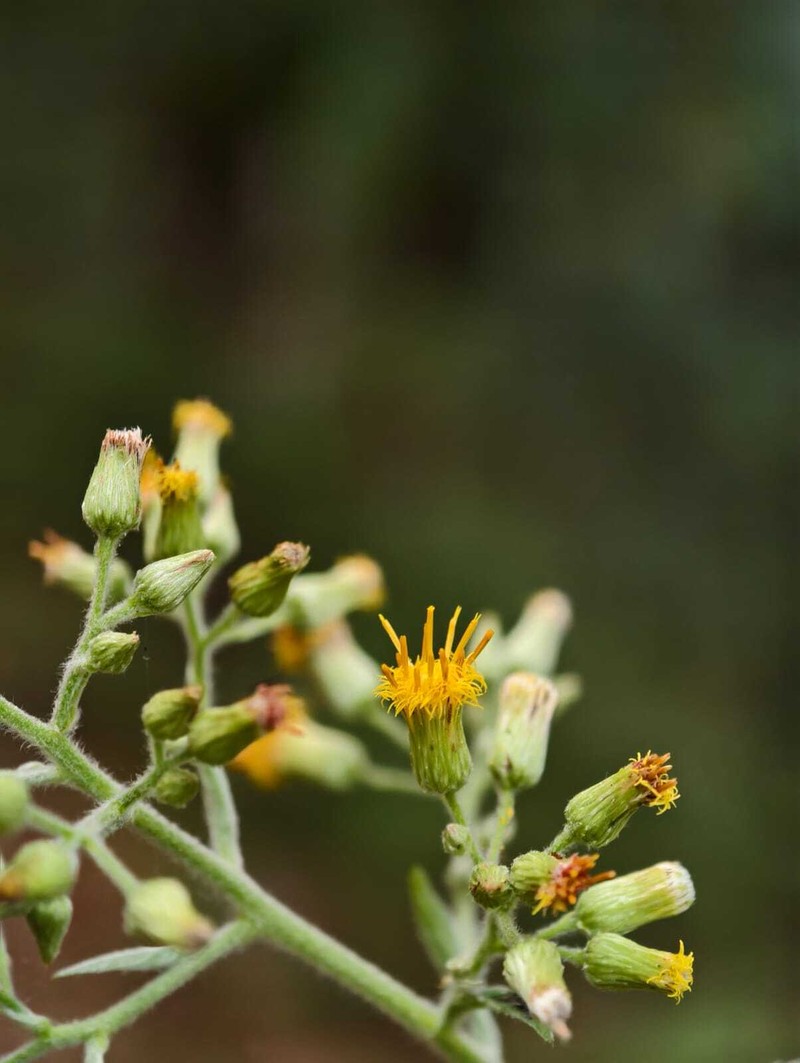 Blumea densiflora photo 5