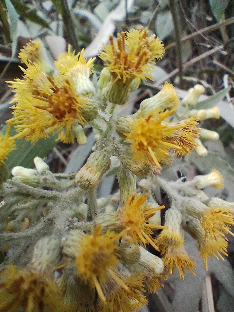 Blumea densiflora photo 7