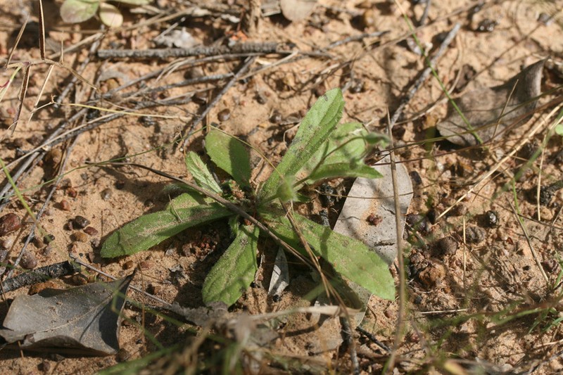 Blumea diffusa