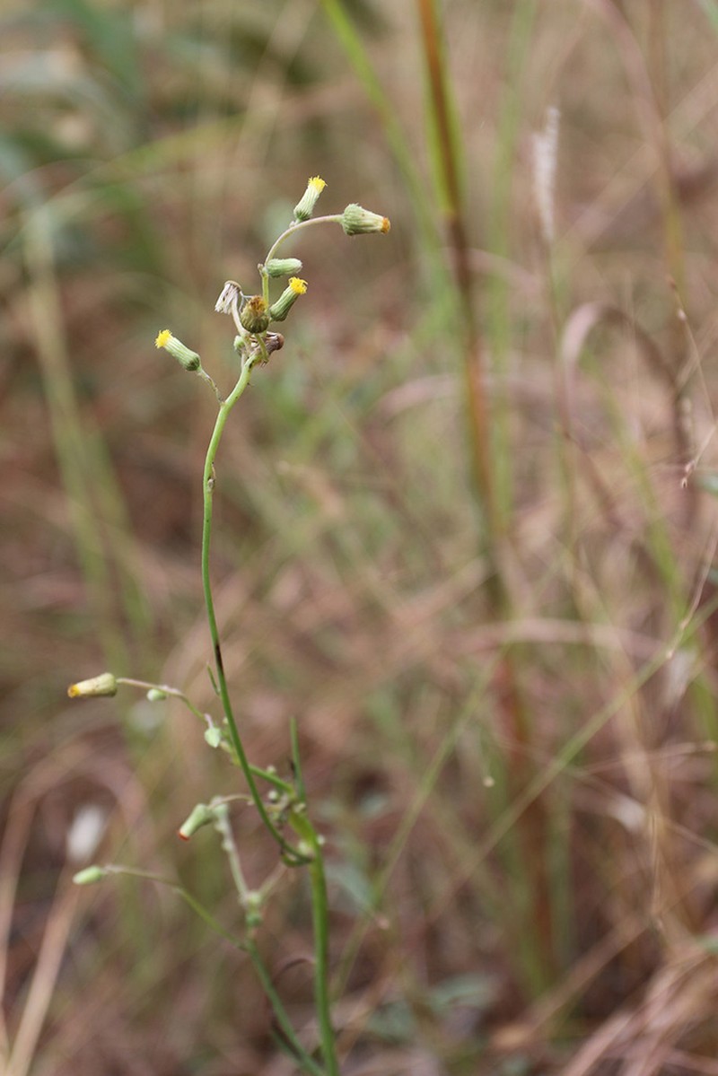Blumea diffusa photo 2