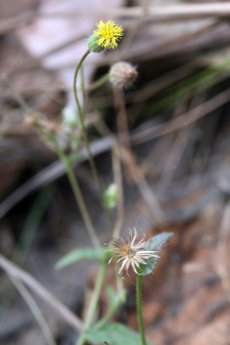 Blumea diffusa photo 3