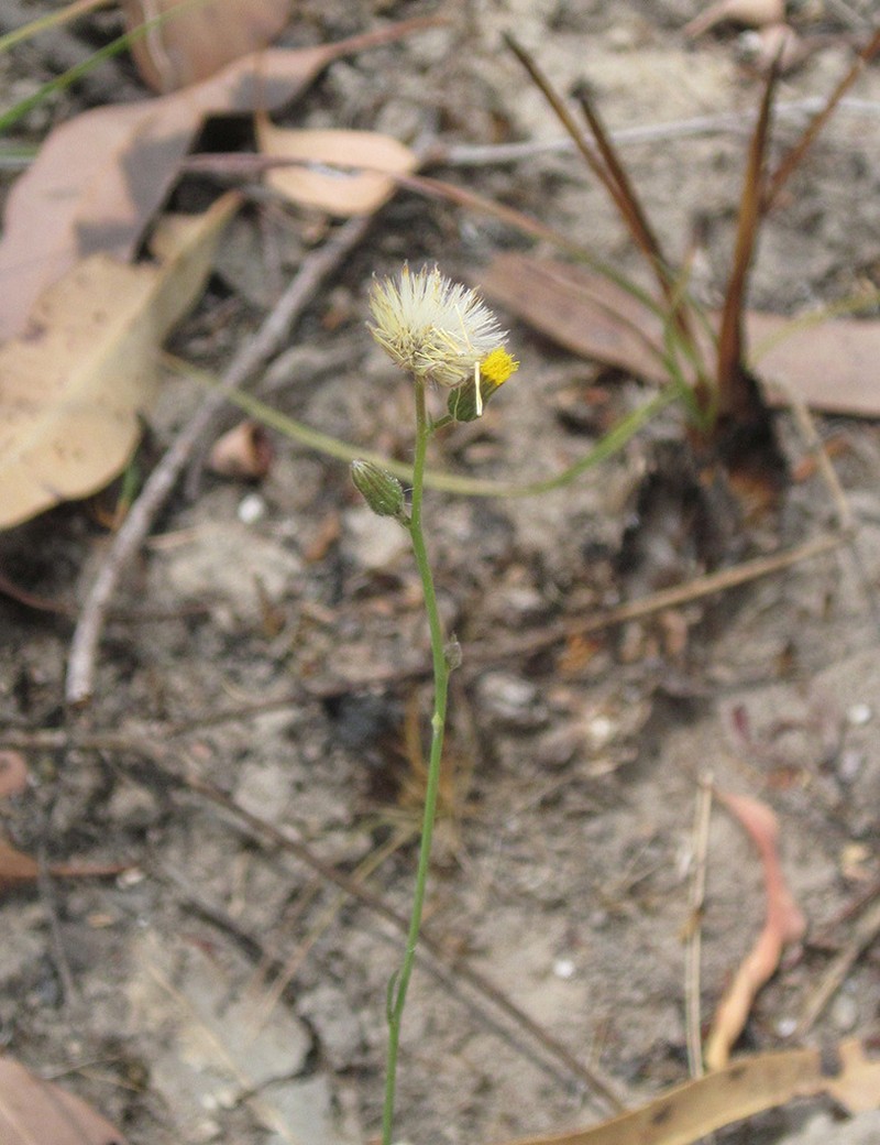 Blumea diffusa photo 4