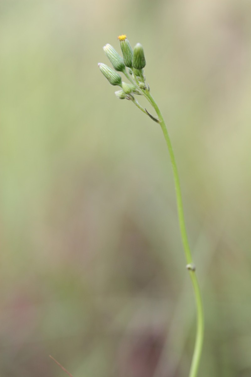 Blumea diffusa photo 5