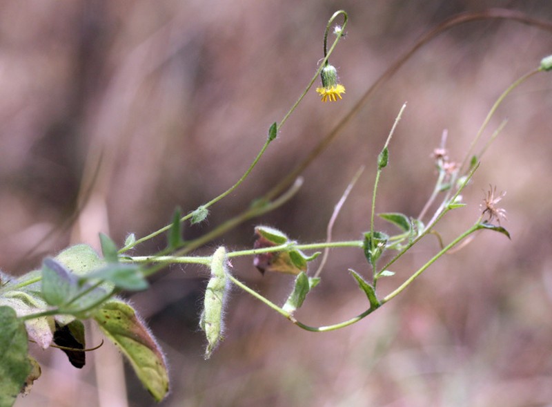 Blumea diffusa photo 6