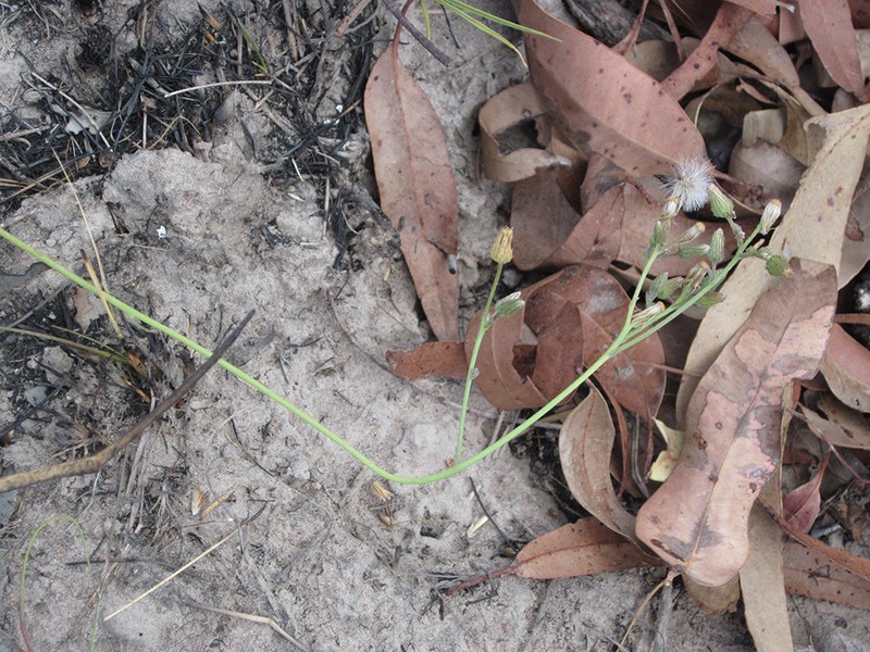 Blumea diffusa photo 7