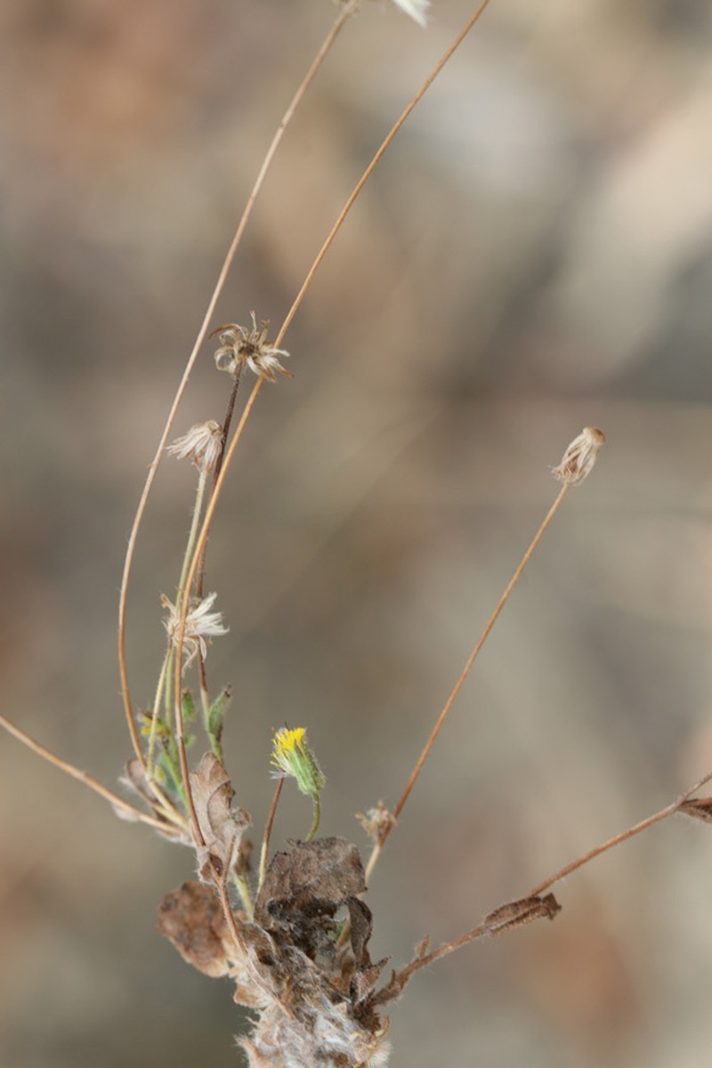 Blumea diffusa photo 8