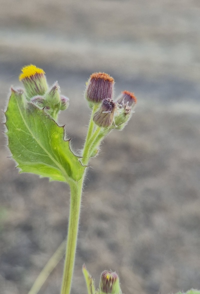 Blumea eriantha