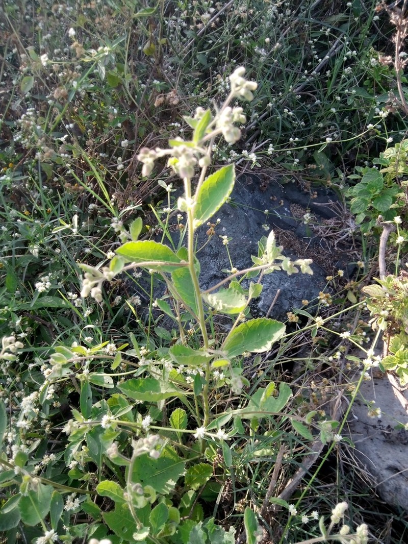 Blumea eriantha photo 2