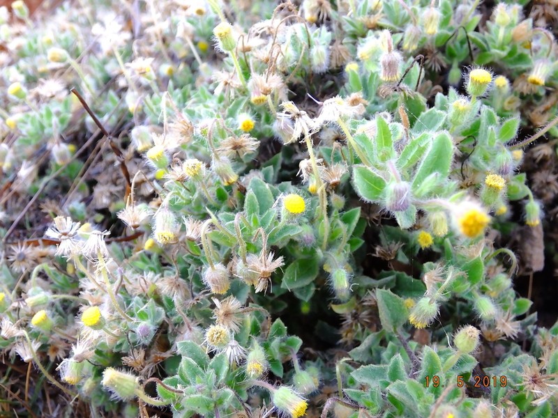 Blumea eriantha photo 3