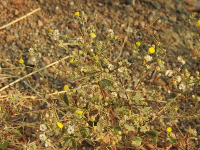 Blumea eriantha photo 4