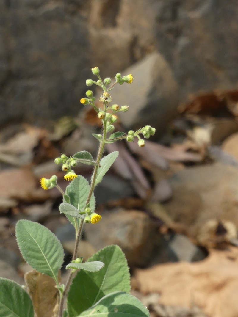 Blumea eriantha photo 6