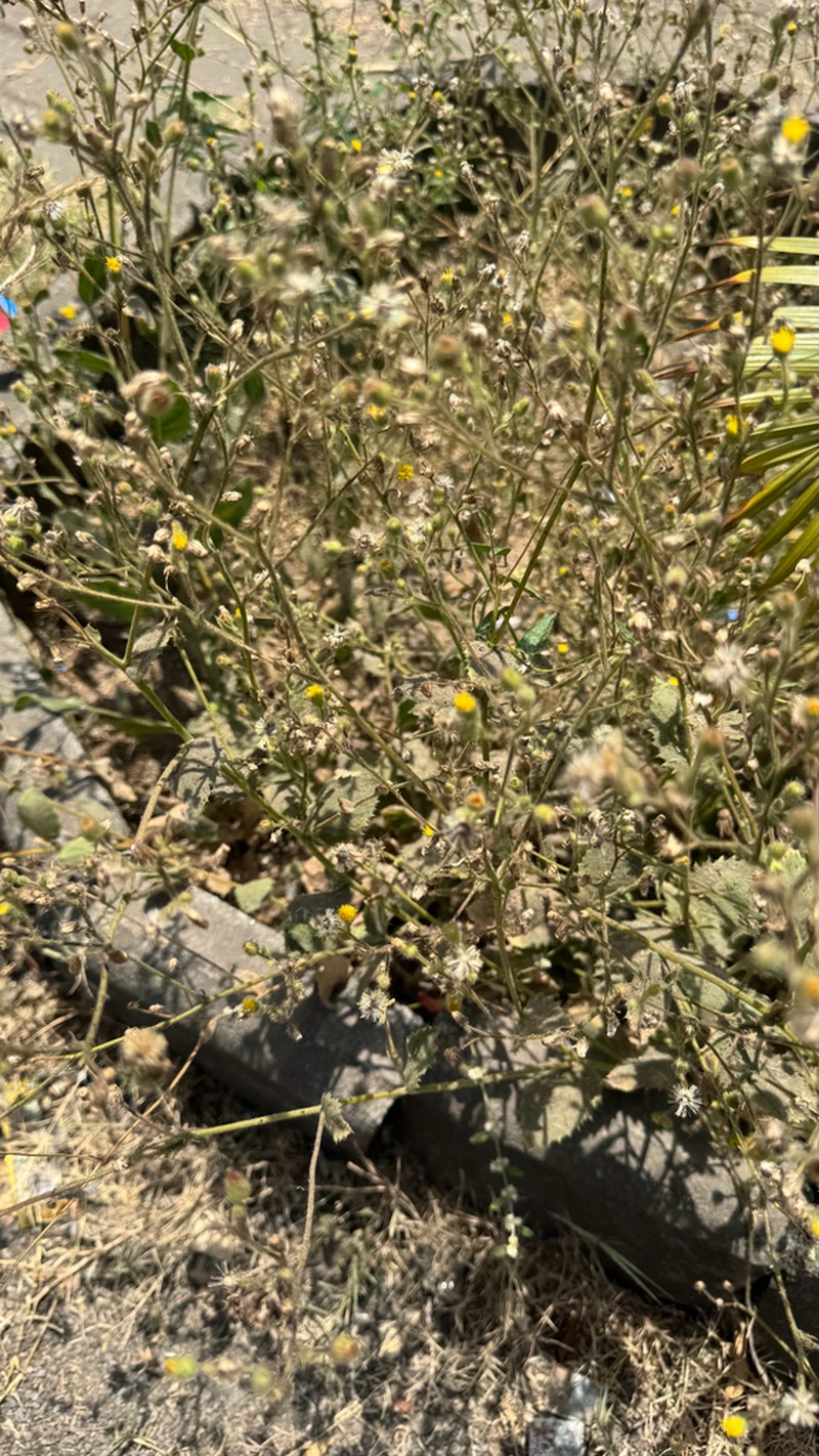 Blumea eriantha photo 7