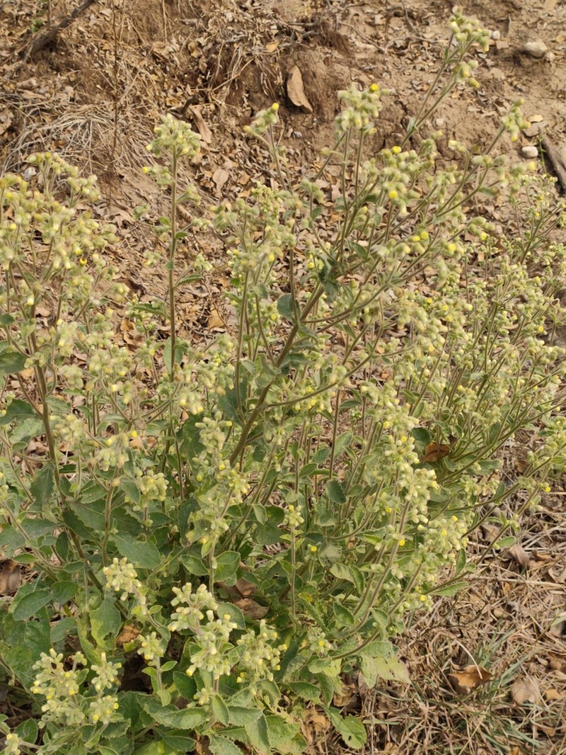 Blumea eriantha photo 8