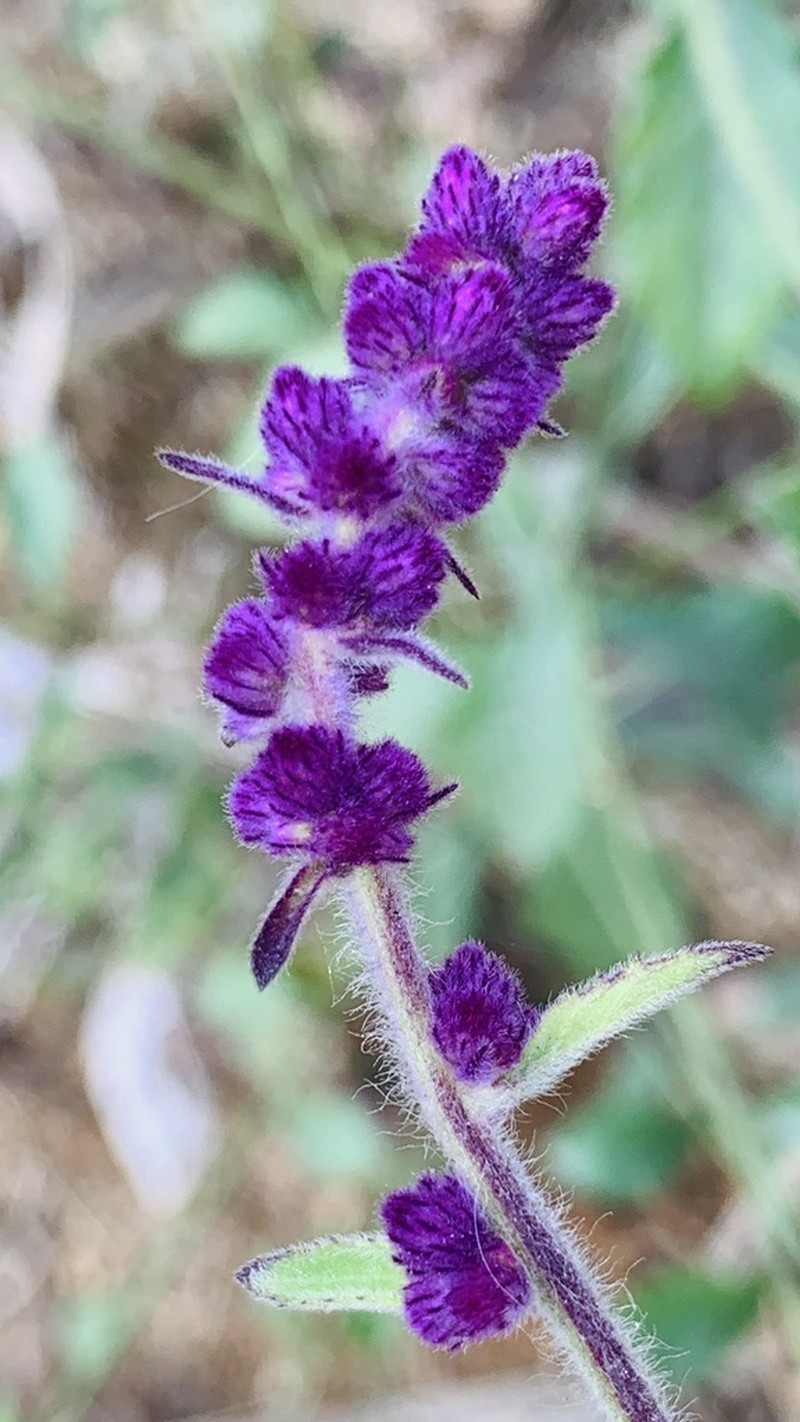 Blumea fistulosa