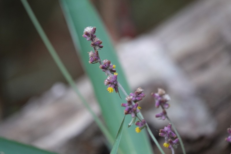 Blumea fistulosa photo 2
