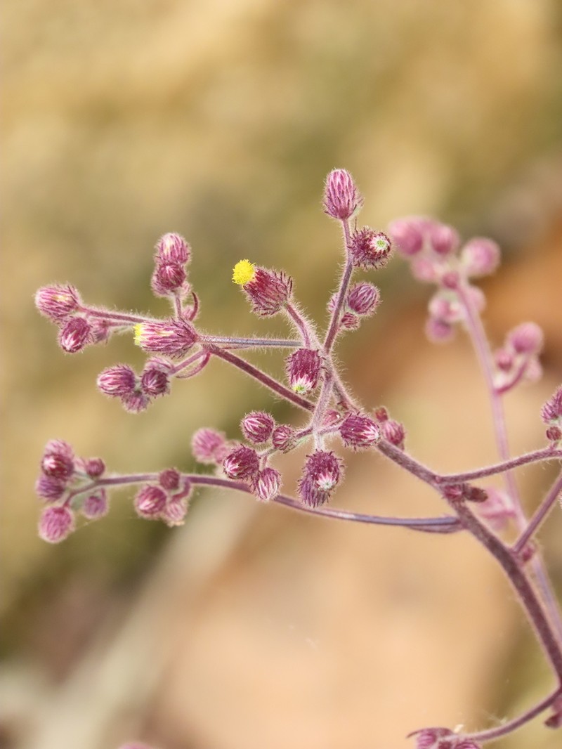 Blumea fistulosa photo 3