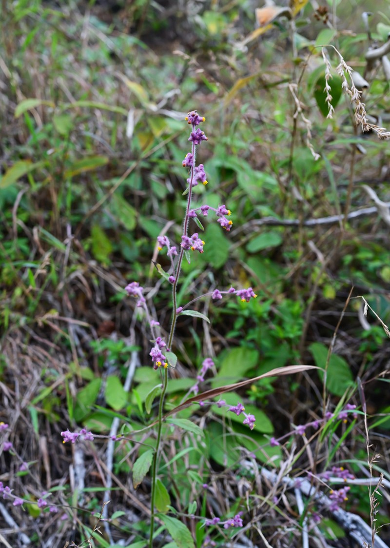 Blumea fistulosa photo 4
