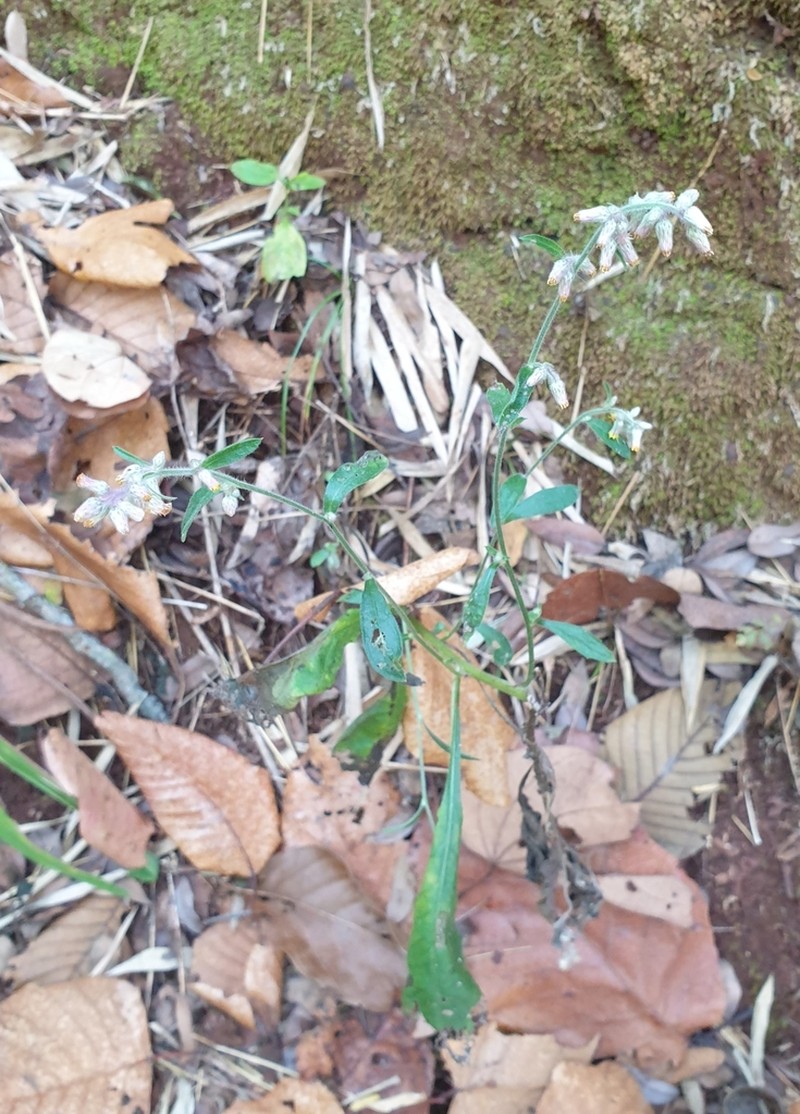 Blumea fistulosa photo 5