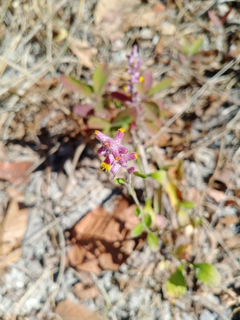 Blumea fistulosa photo 6