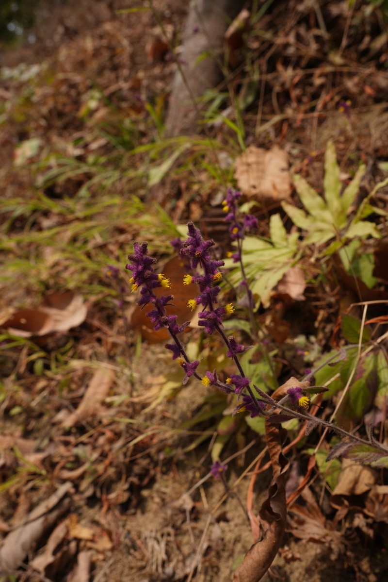 Blumea fistulosa photo 7