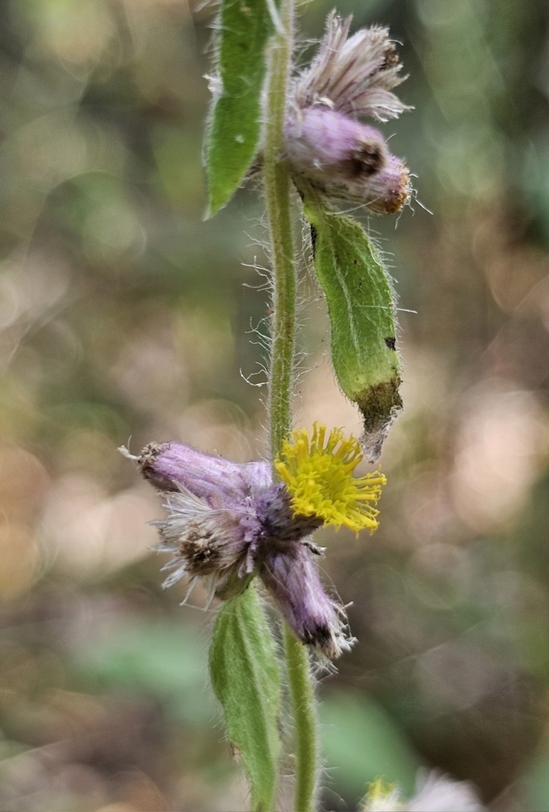 Blumea fistulosa photo 8