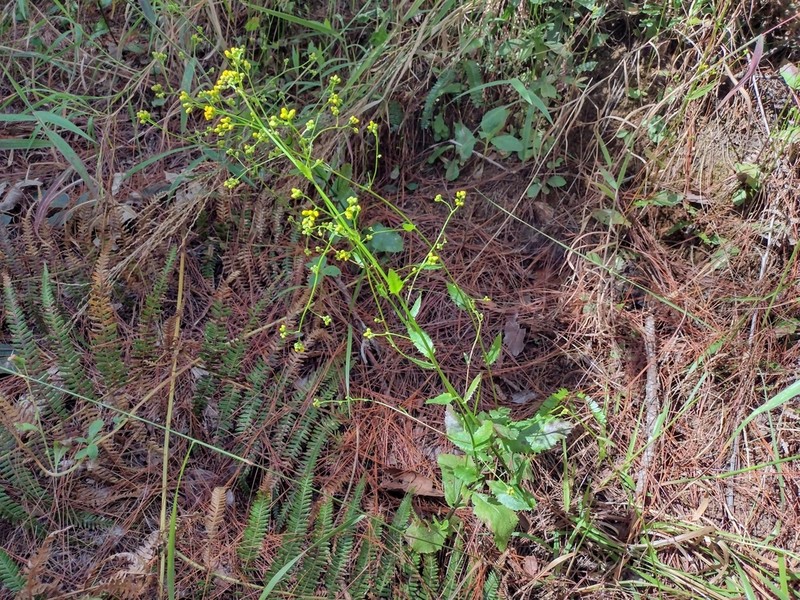 Blumea flava