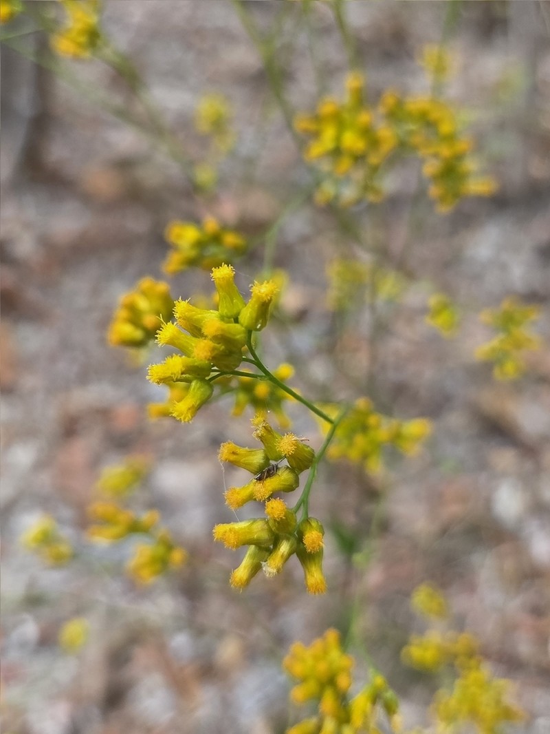 Blumea flava photo 2