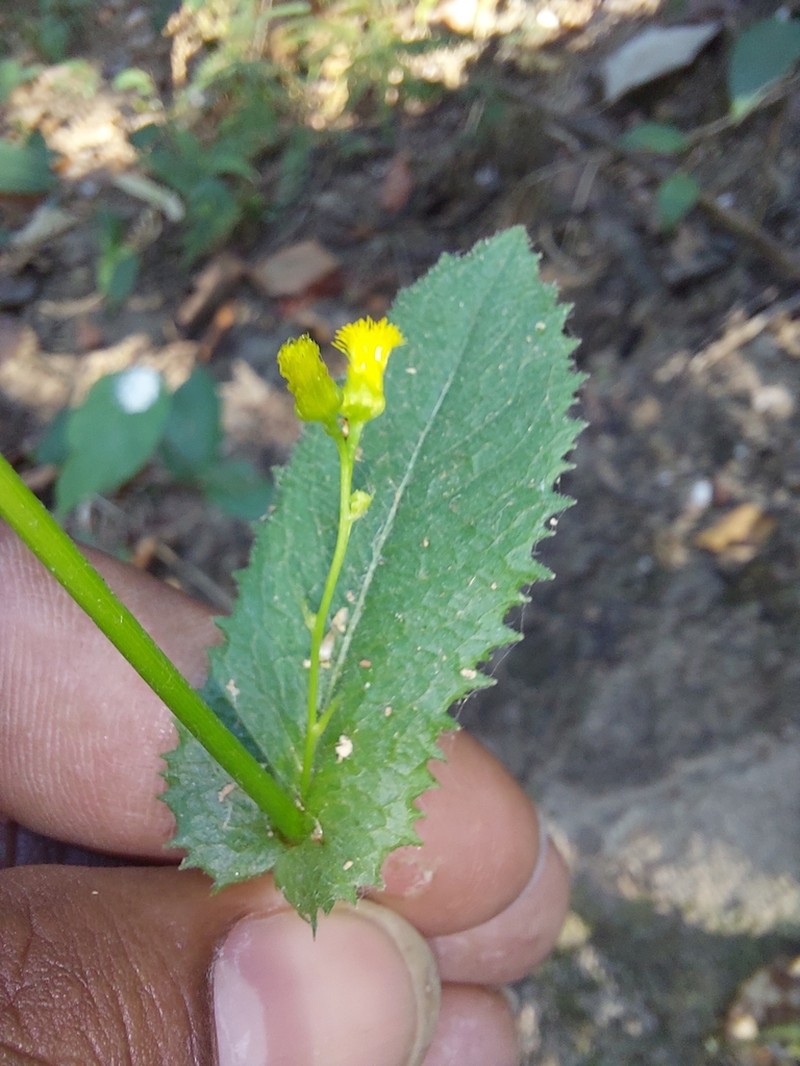 Blumea flava photo 3