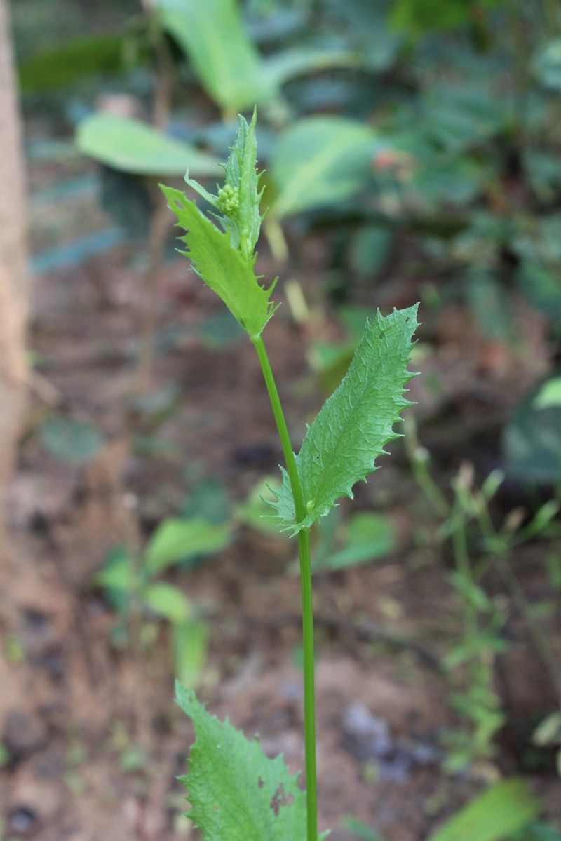 Blumea flava photo 4