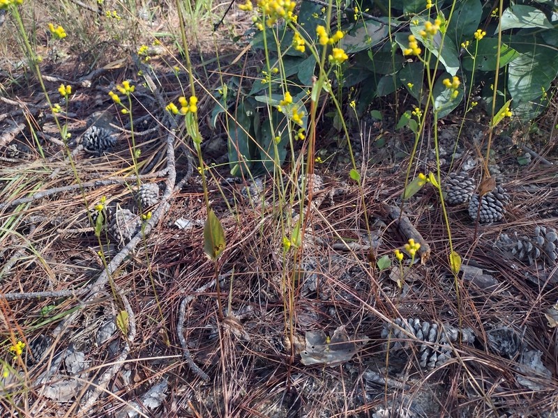 Blumea flava photo 5