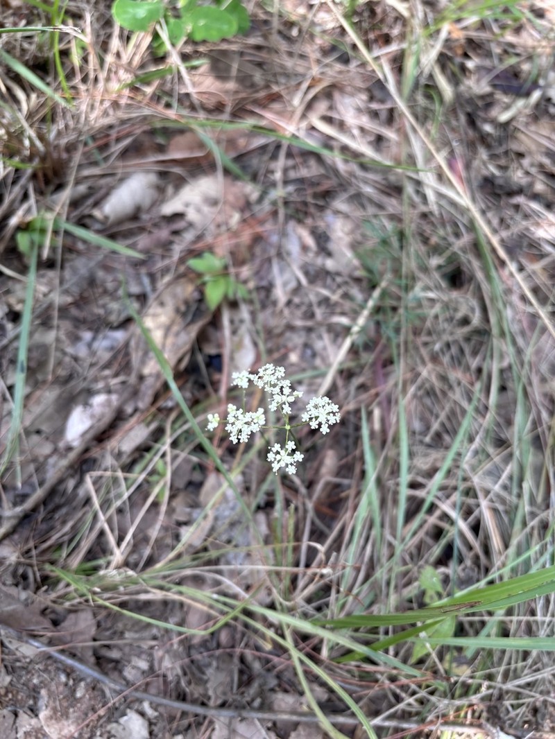Blumea flava photo 6