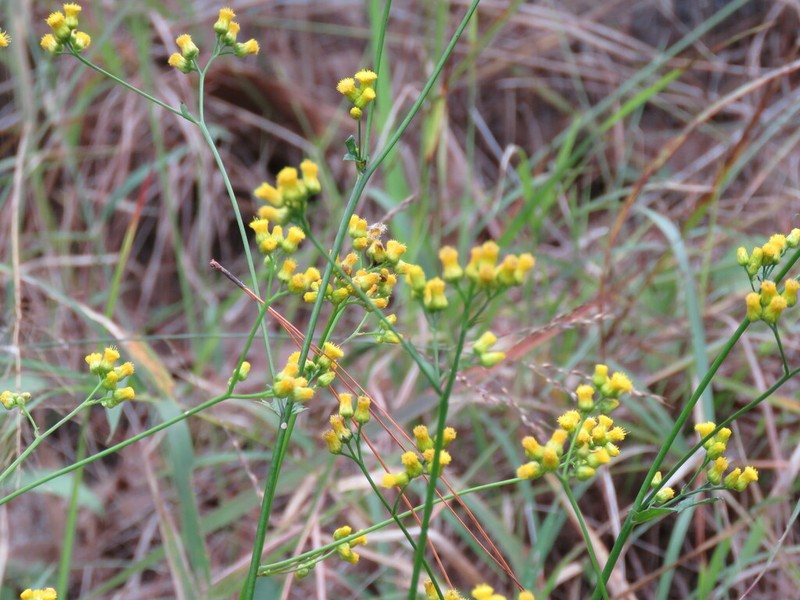 Blumea flava photo 7