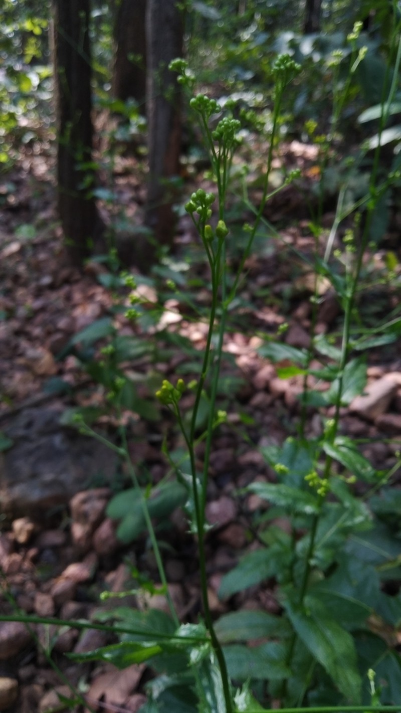 Blumea flava photo 8
