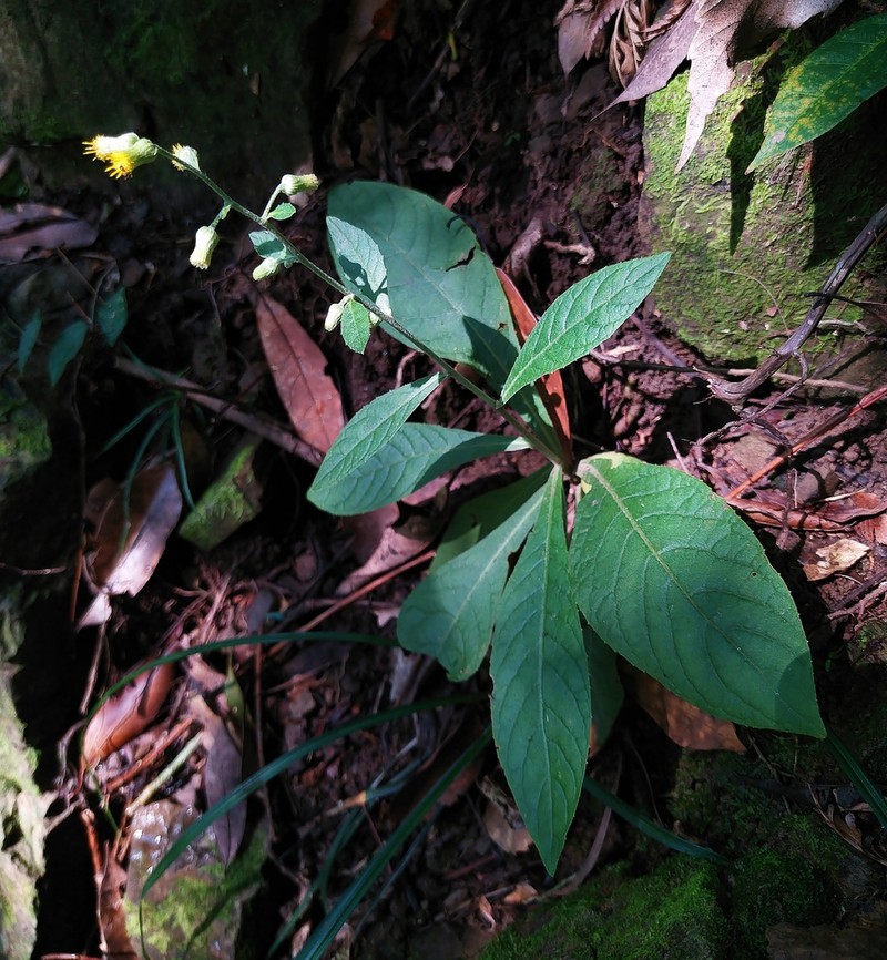 Blumea formosana
