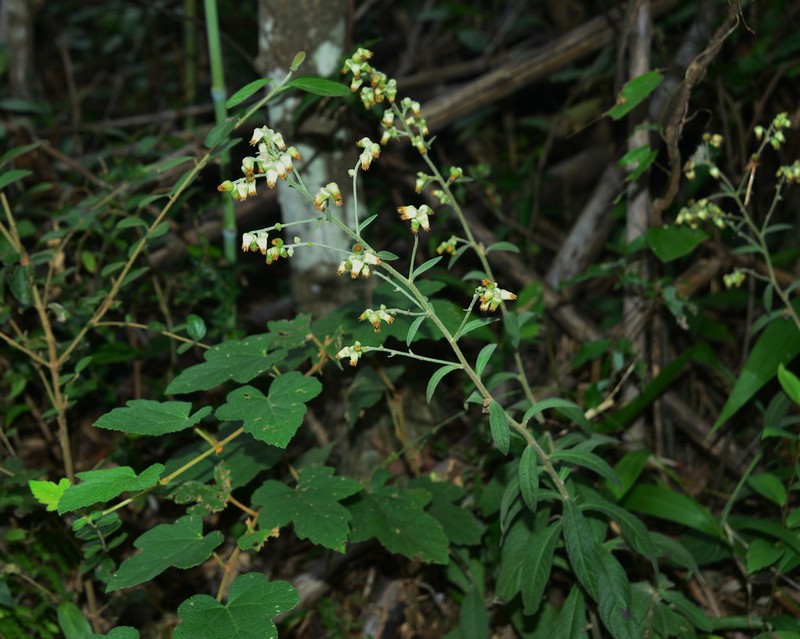 Blumea formosana photo 2