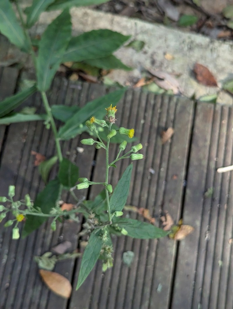 Blumea formosana photo 3