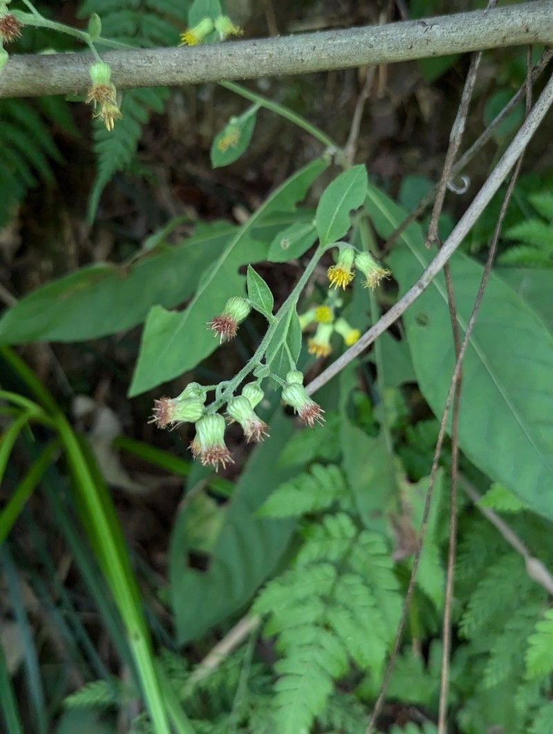 Blumea formosana photo 4