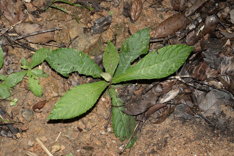 Blumea formosana photo 5