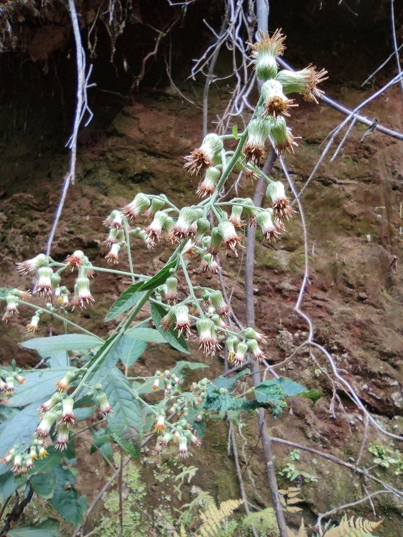 Blumea formosana photo 6