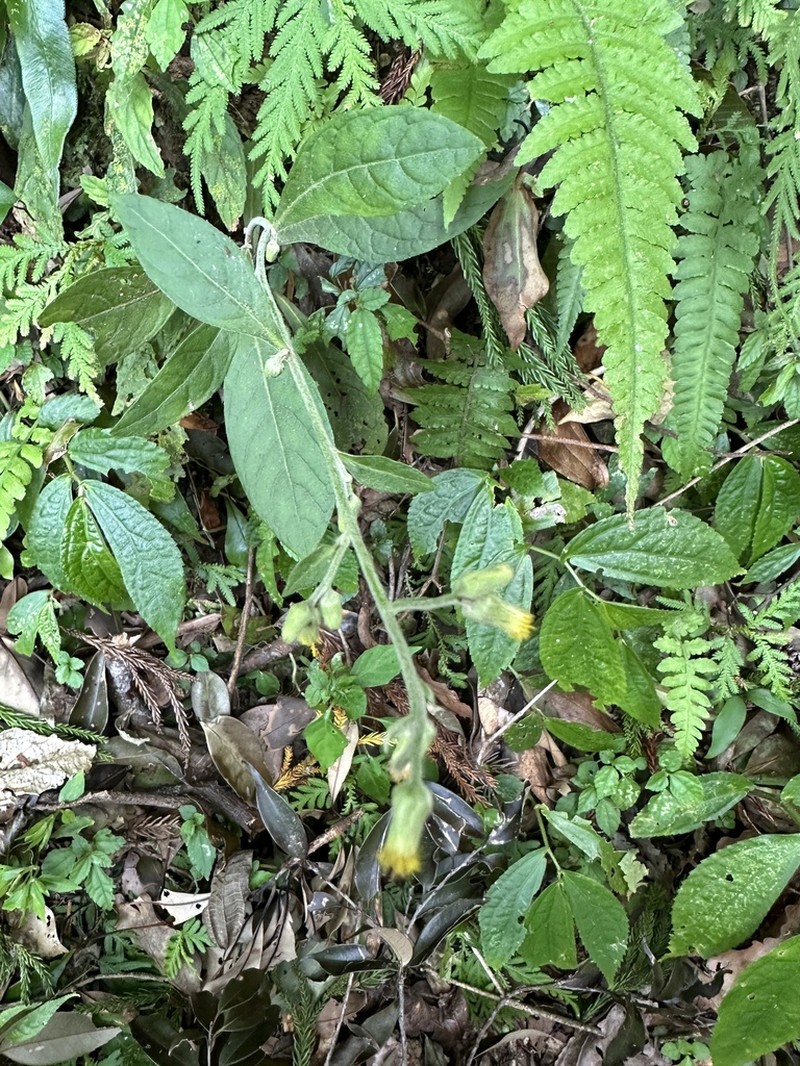Blumea formosana photo 7
