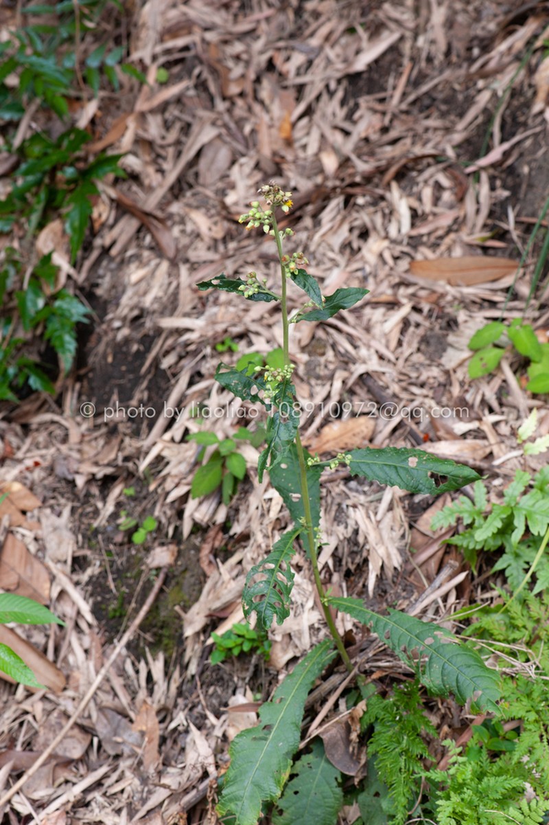 Blumea formosana photo 8