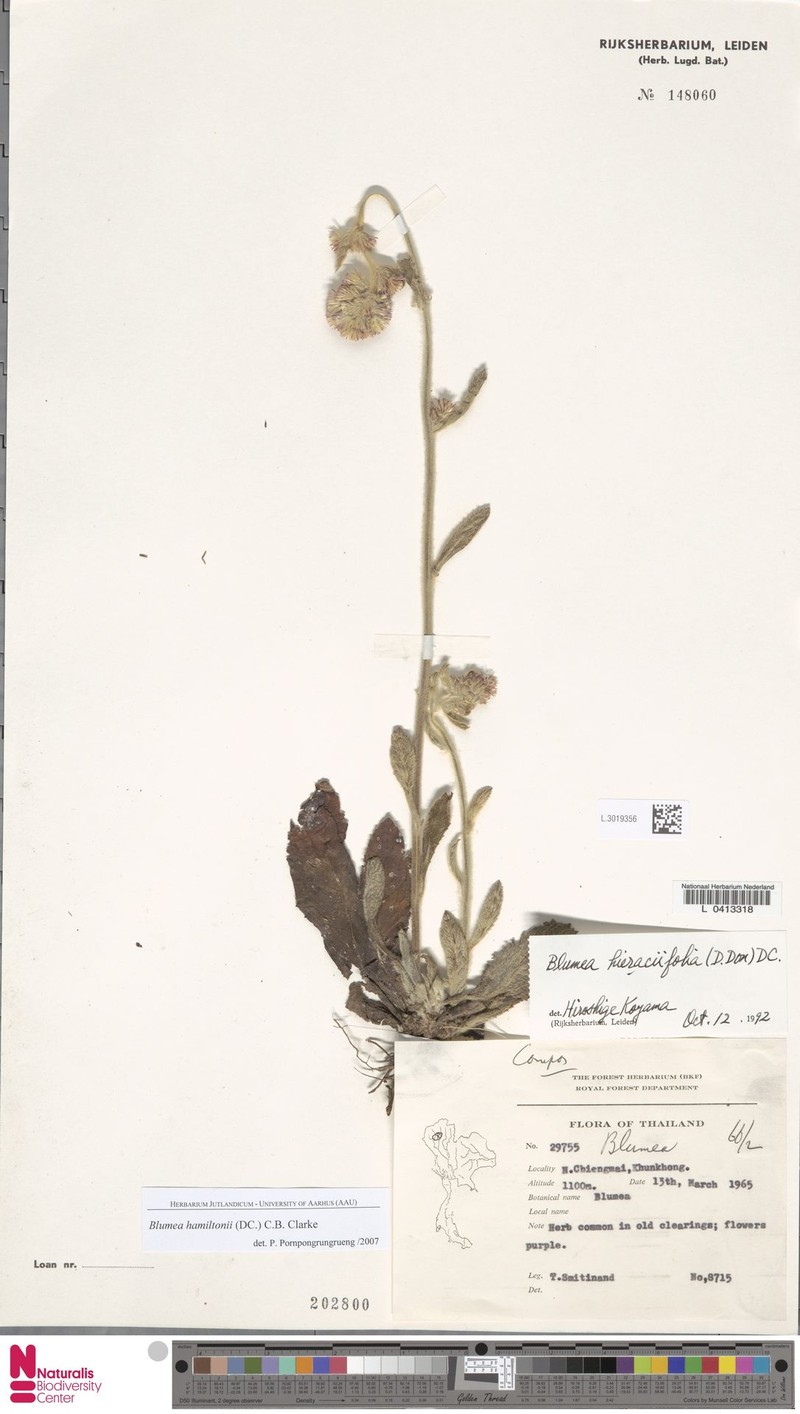 Blumea hamiltonii