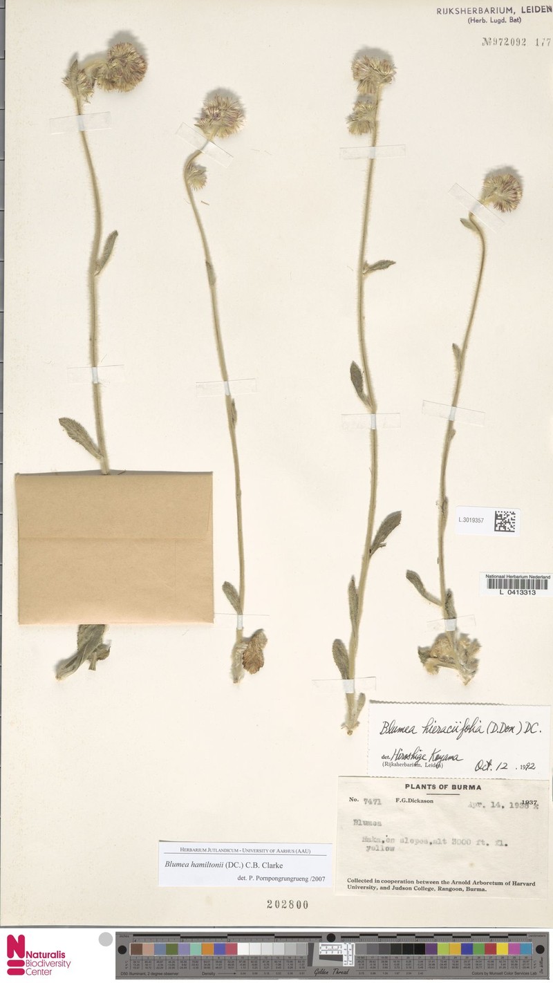 Blumea hamiltonii photo 2