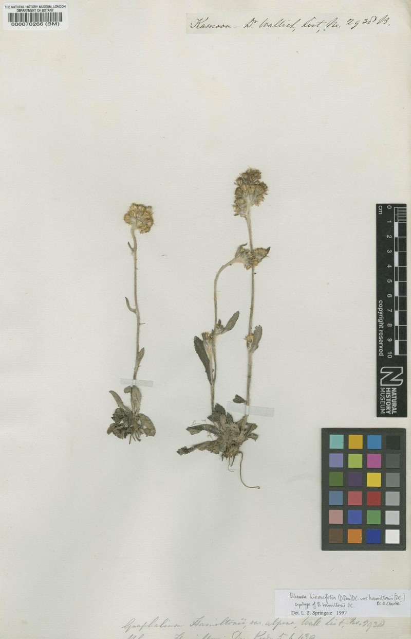 Blumea hamiltonii photo 3